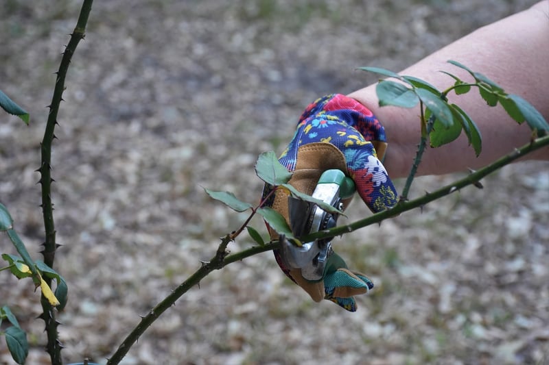Pruning Advice