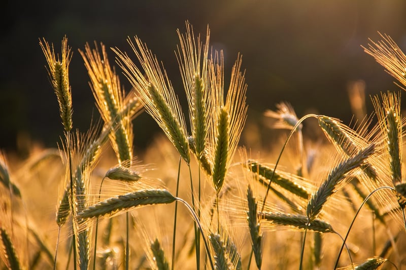 Sustainable Harvest