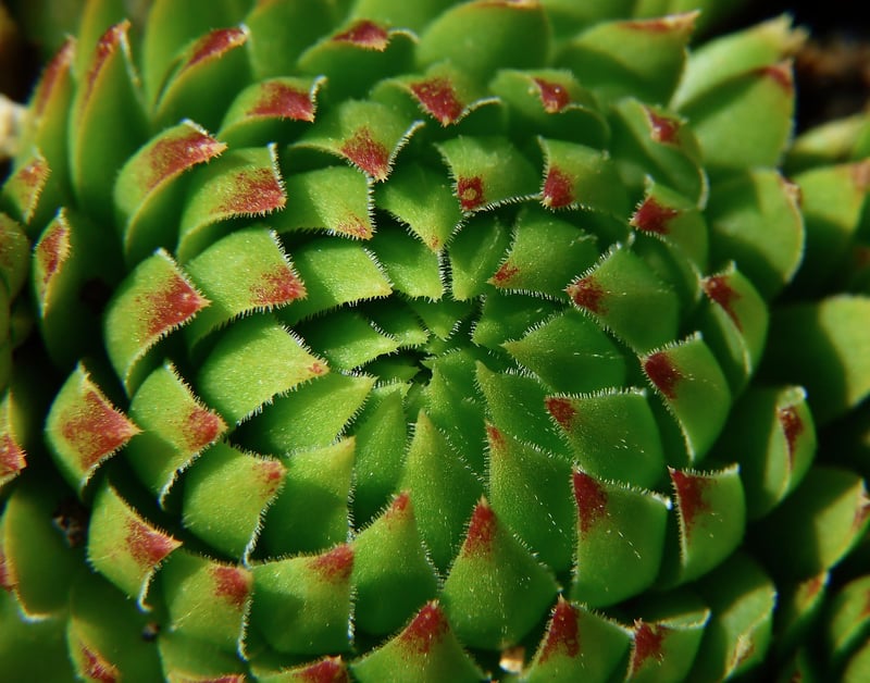 Sun-Loving Plants